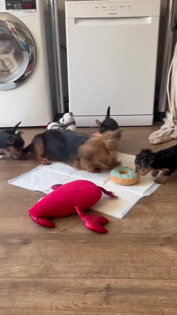 Yorkshire Terrier dogs for sale: Yorkshire terrier puppies  - Video 3