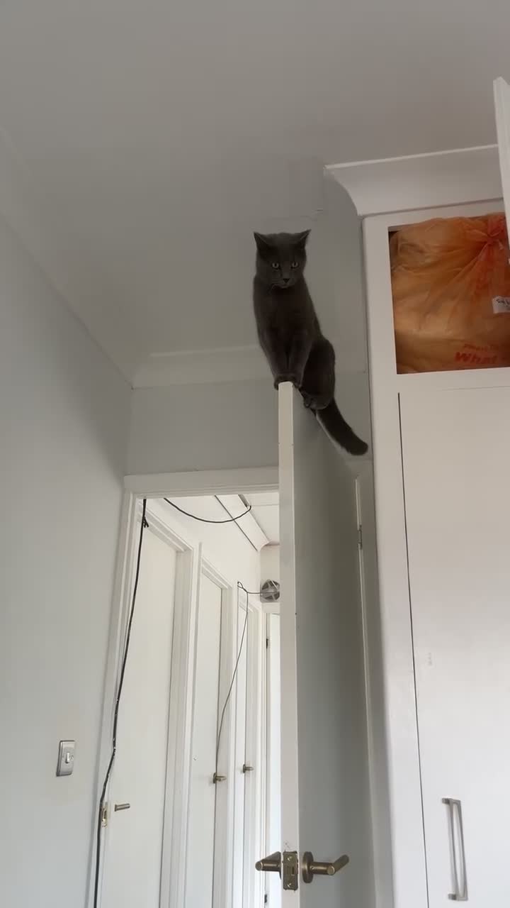 Mixed Breed cats for sale: russian blue x british shorthair - Video 1
