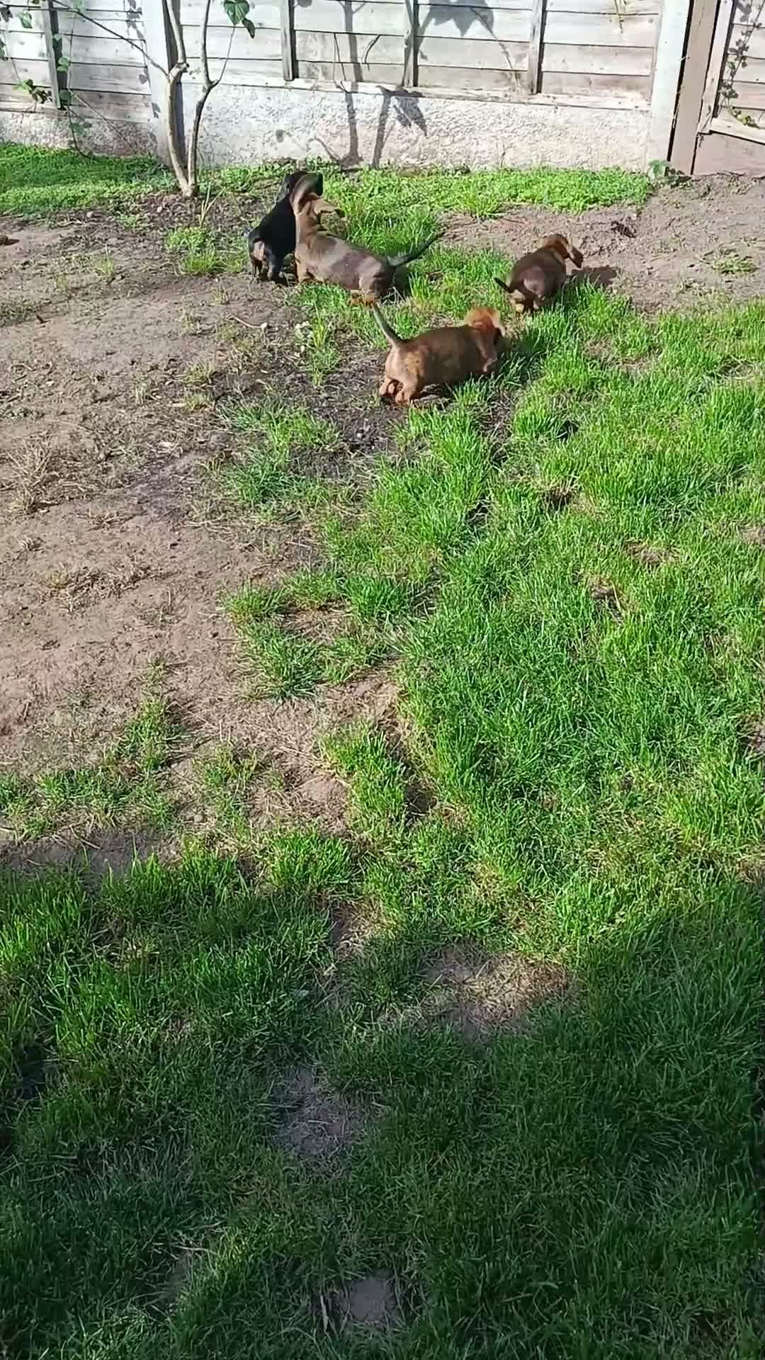 Dachshund dogs for sale: Champion Bloodline Standard Dachshund - Video 3