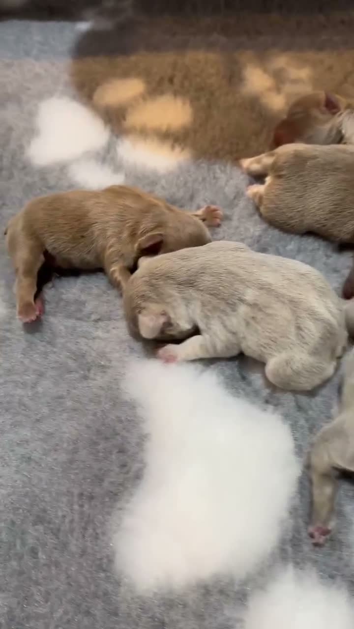 French Bulldog dogs for sale: Stunning French Bulldog puppies  - Video 1