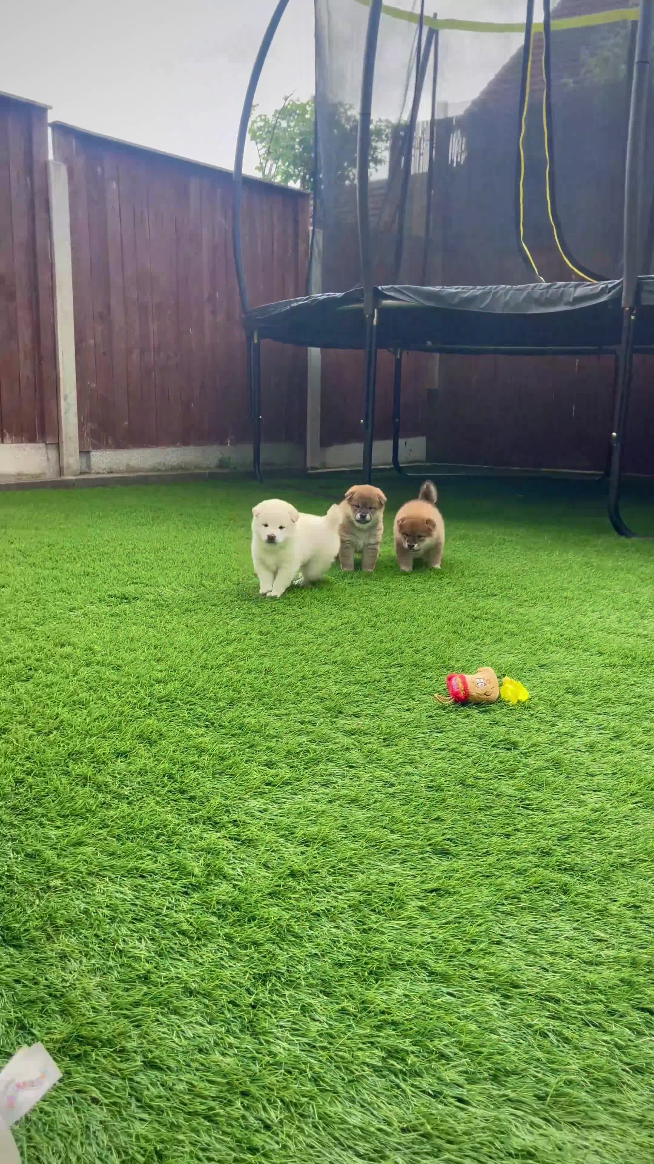 Japanese Shiba Inu dogs for sale: KC registered Japanese Shiba Inu puppies - Video 4