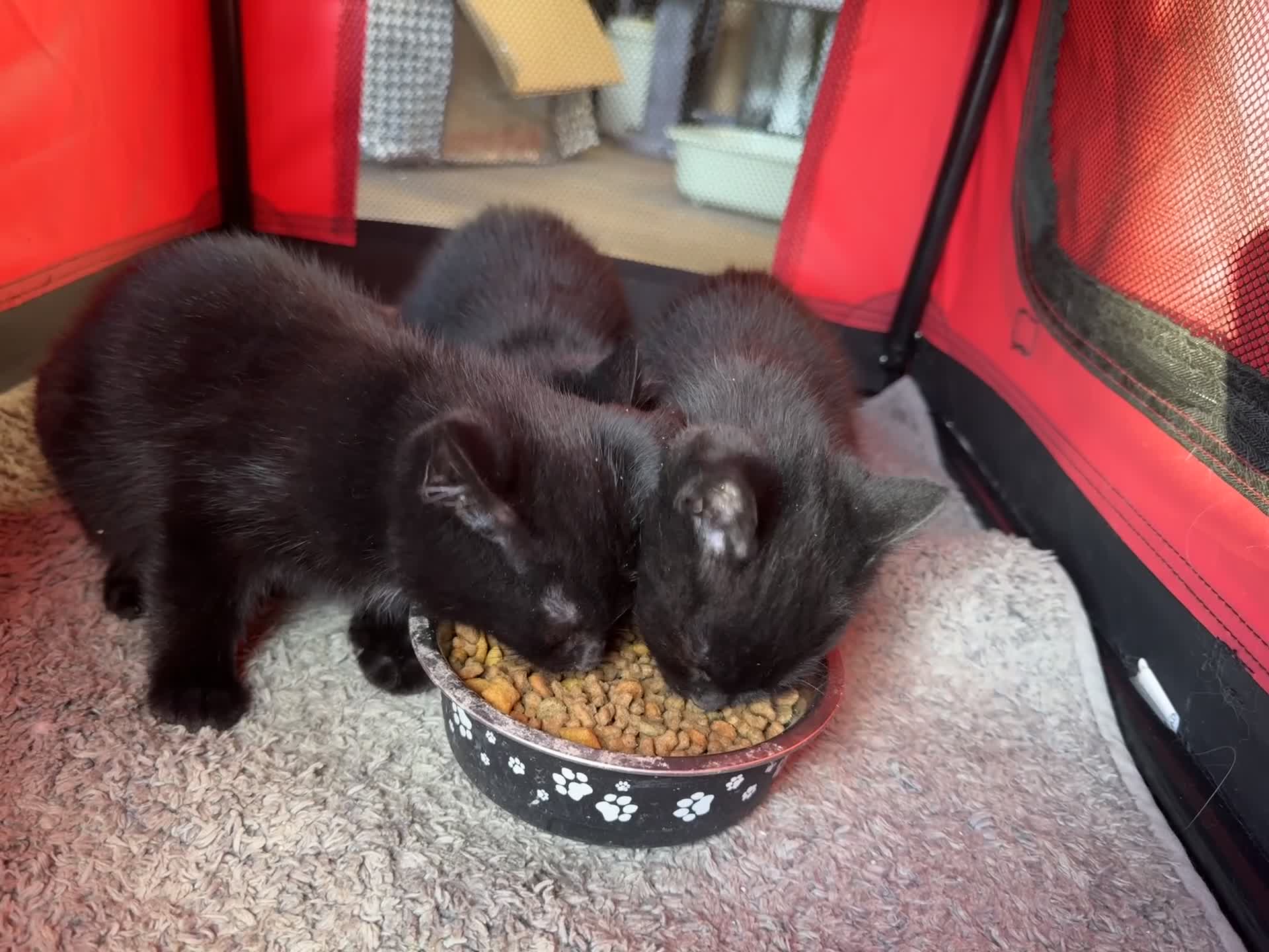 Mixed Breed cats for sale: Adorable black kittens  - Video 1