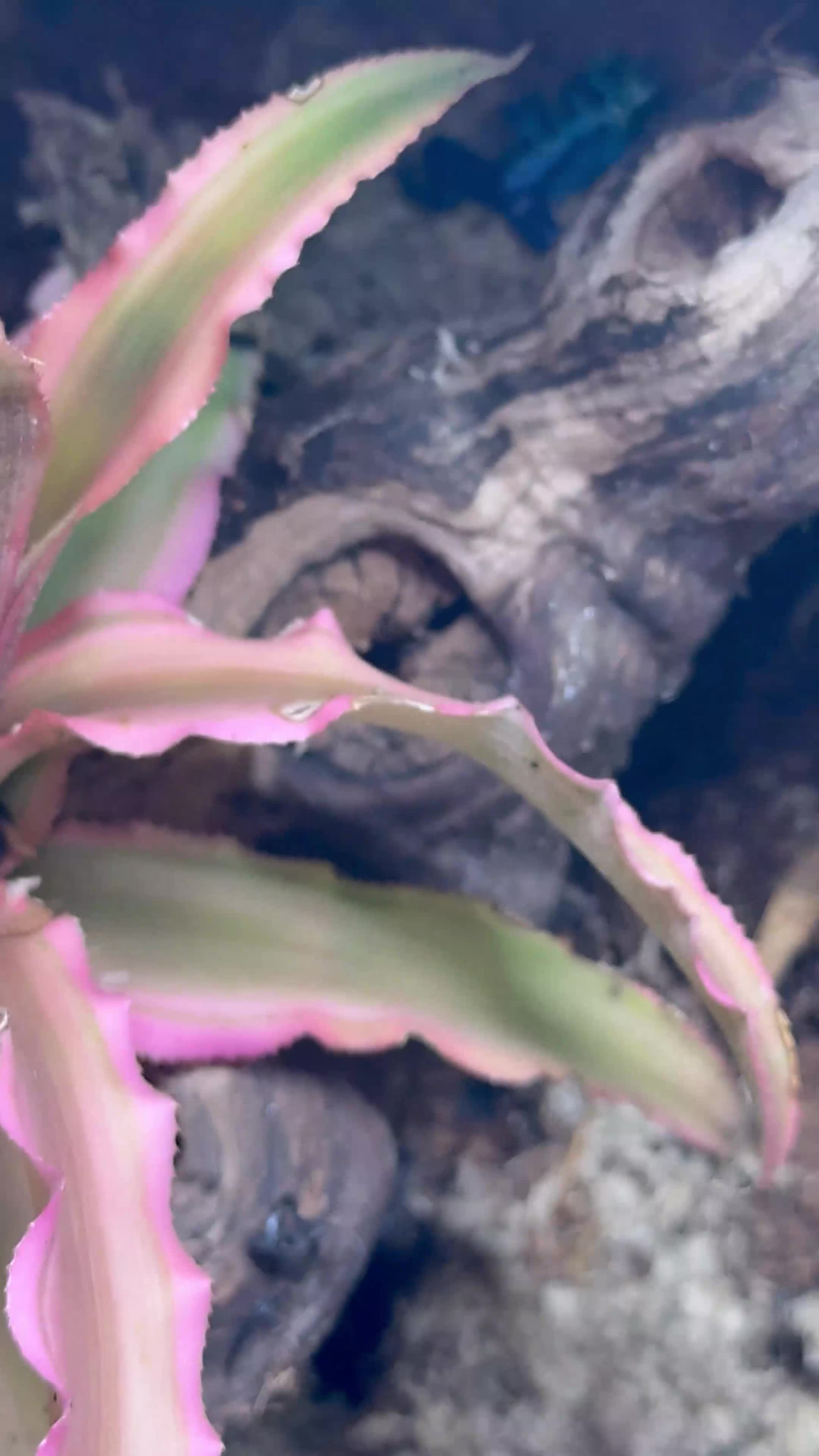 Frog reptiles for sale: Enclosure with 3 azule dart frogs  - Video 2