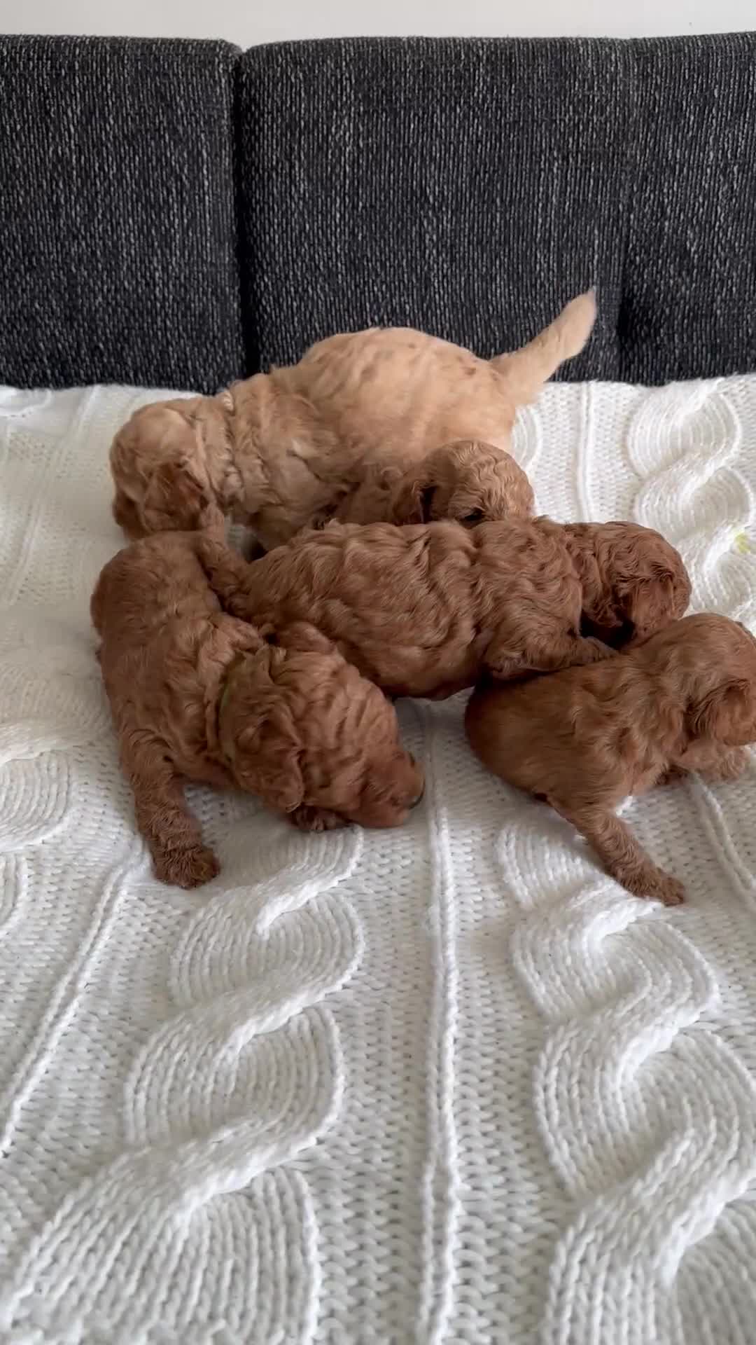 Cockapoo dogs for sale: Perfect Cockapoo Puppies  - Video 1