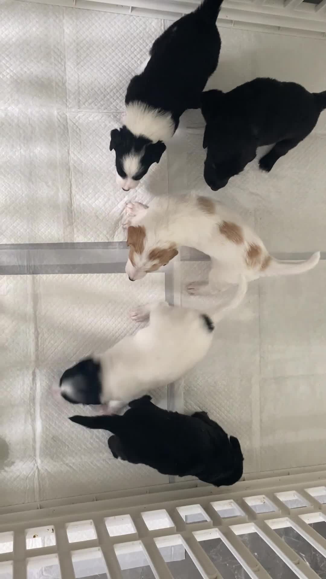 Mixed Breed dogs for sale: Cocker collie cross  - Video 1