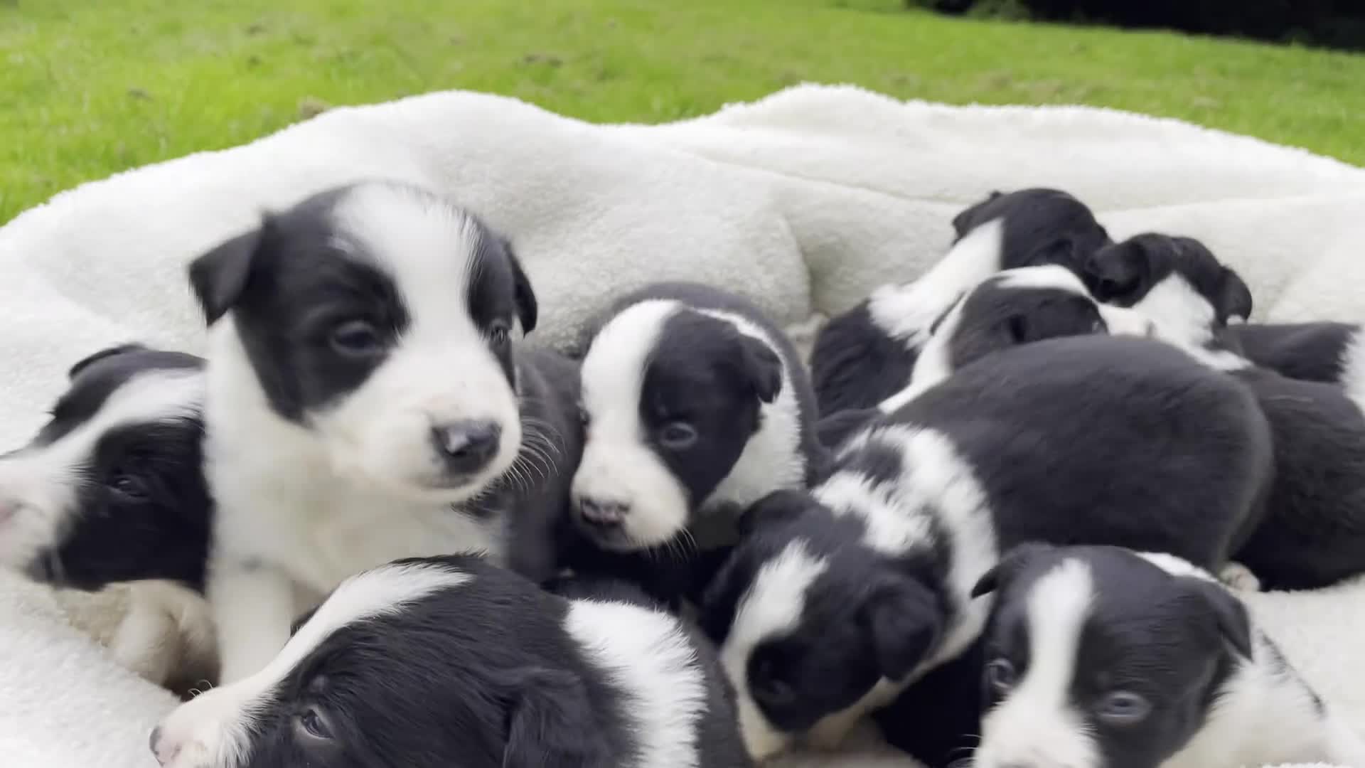 Border Collie dogs for sale: Beautiful Border Collie Puppies in Grassington - Video 1