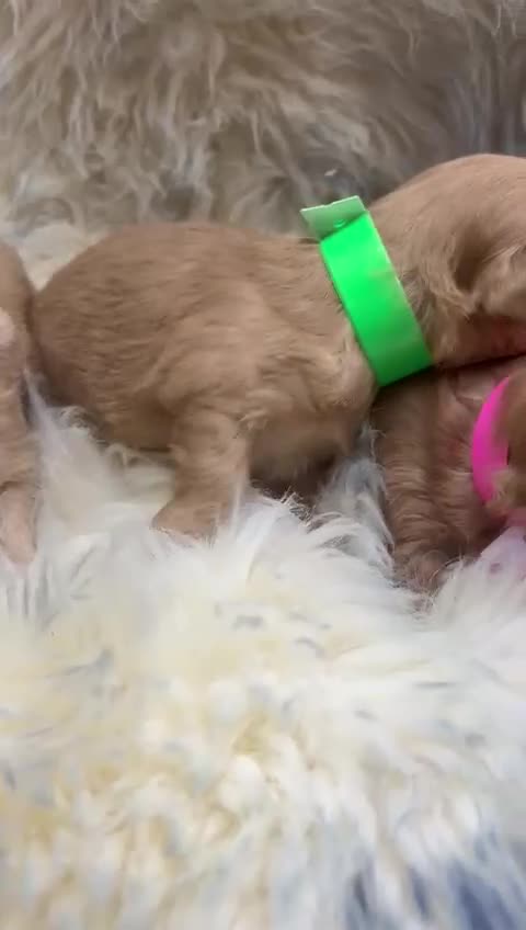 Maltipoo dogs for sale: Red Toy Maltipoos  - Video 1