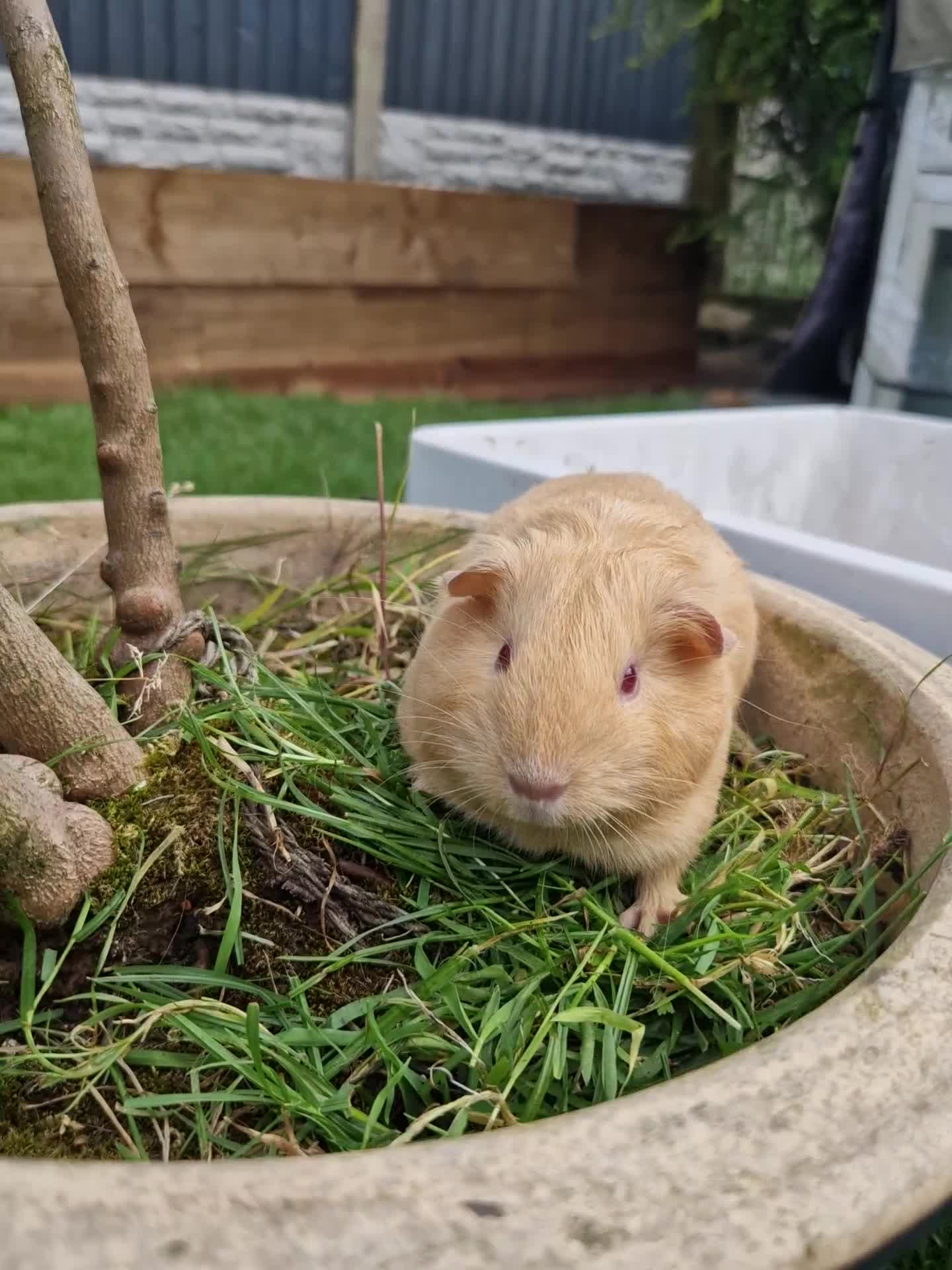 Guinea Pig rodents for sale: 💖 Tinkerbell Looking for a Loving Forever Home 💖 - Video 1