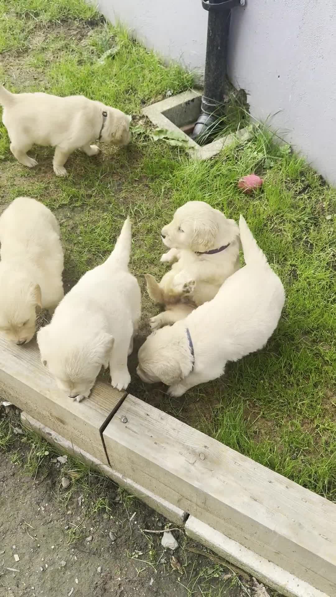 Golden Retriever dogs for sale: Golden Retriever Puppies! 💛🐶 - Video 1