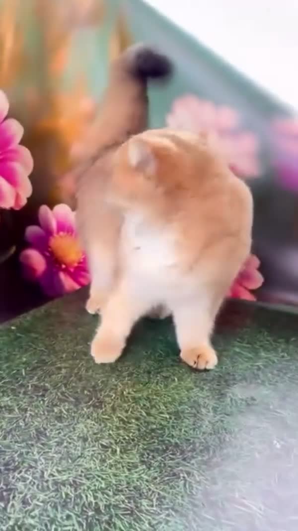 British Shorthair cats for stud: TICA GOLDEN BOY FOR STUD FROM CHAMPIONS 👑  in Wolverhampton - Video 1