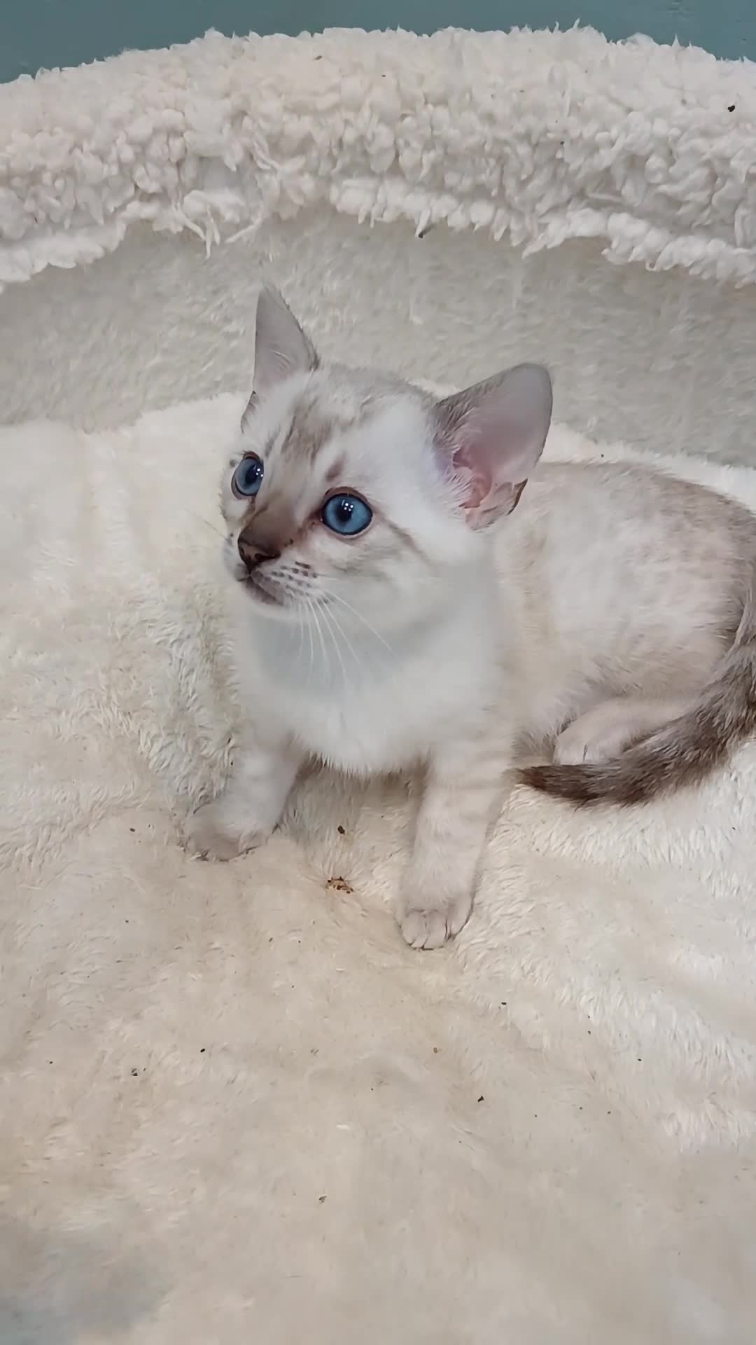 Bengal cats for sale: G6 Pure Tica RG Bengal - Video 2