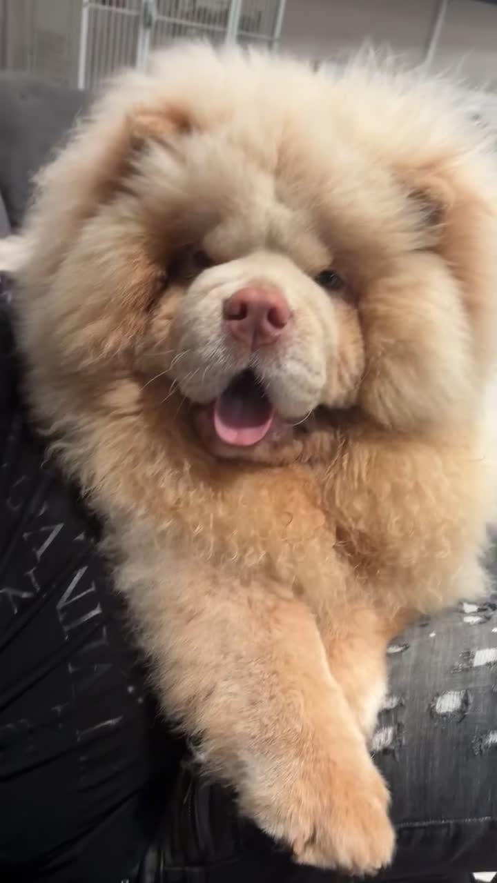 Chow Chow dogs for sale: 🧸Chow Chow Puppy Last of a World-Class Litter! 🐾 - Video 1