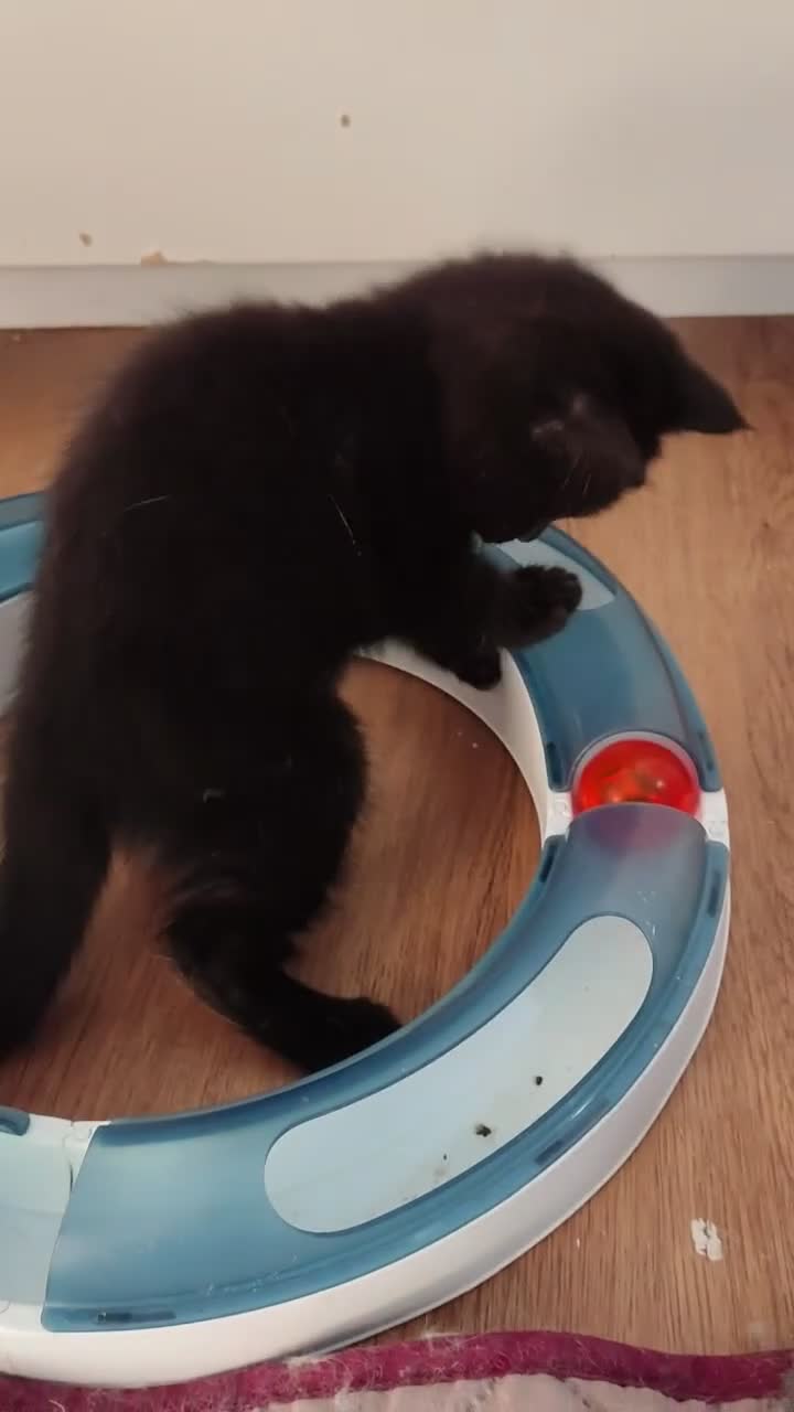 Mixed Breed cats for sale: Mix breed kittens  - Video 1