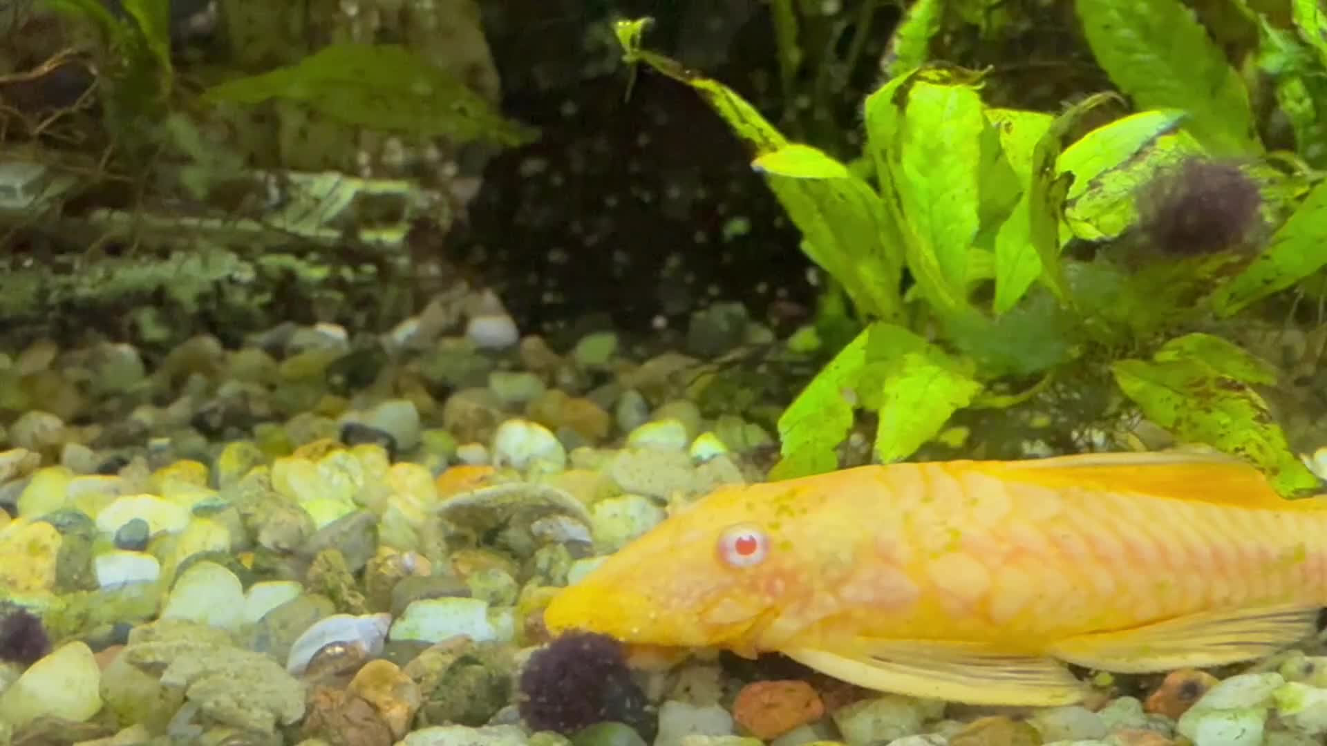Plecos fish for sale: FREE- Golden Bristlenose Pleco - Video 1