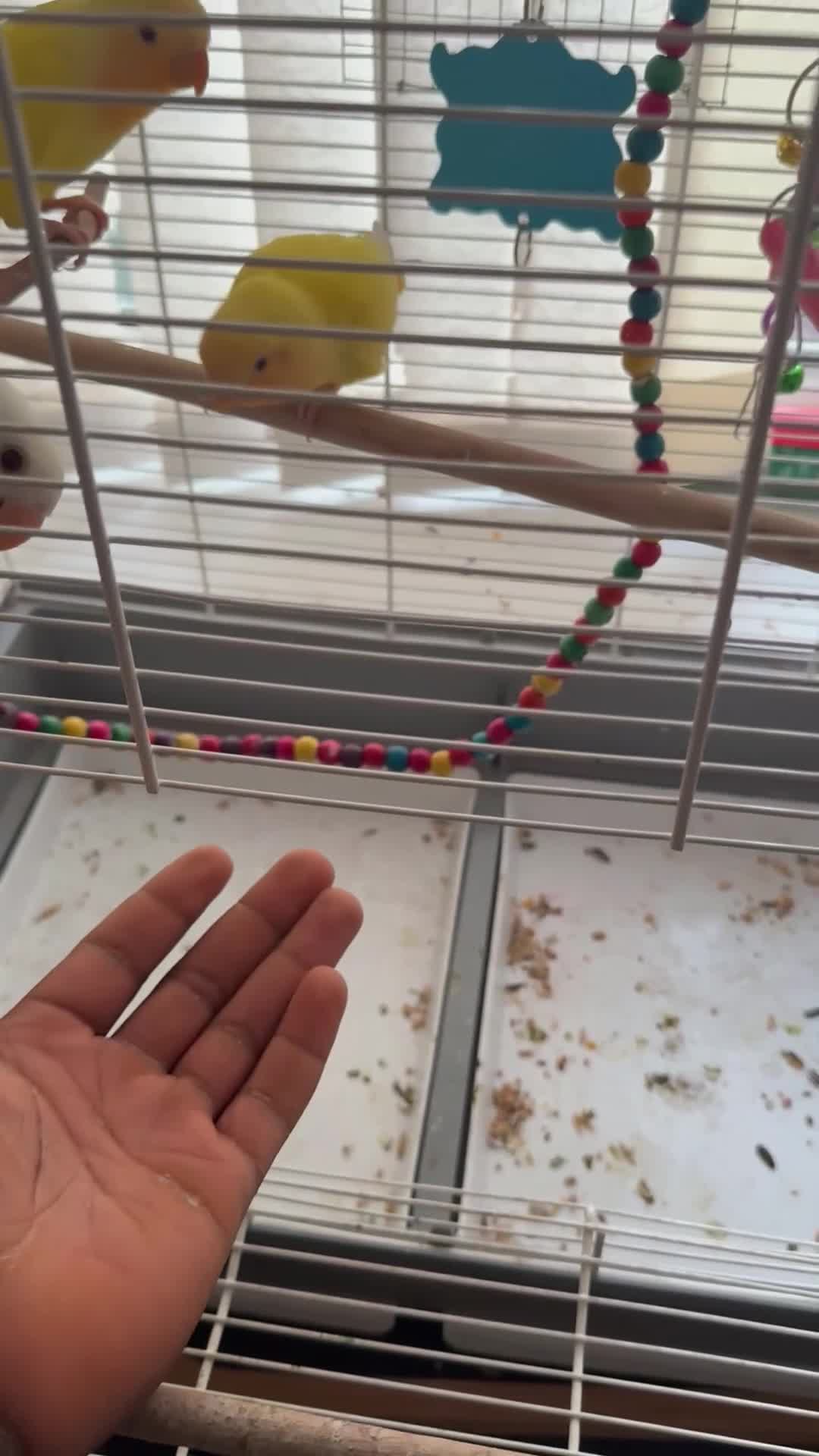 Lovebirds birds for sale: Hand-reared Lovebirds  - Video 3