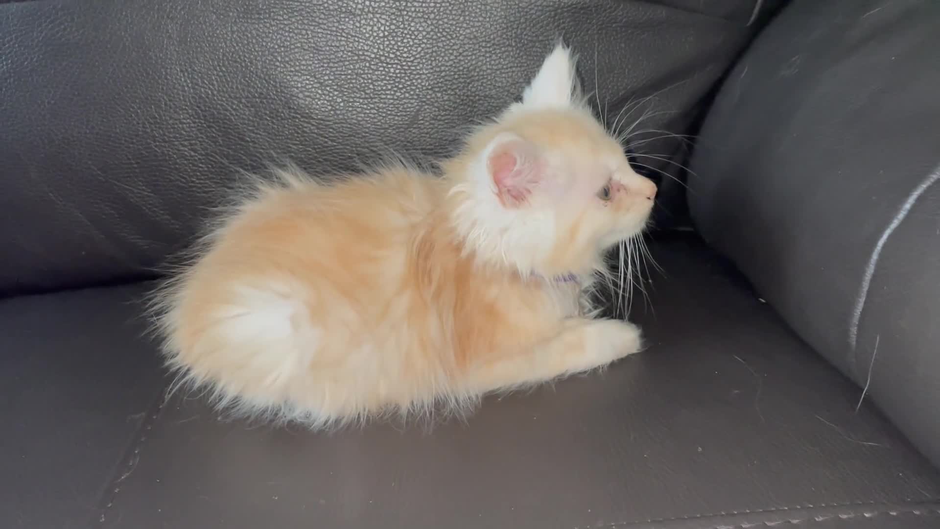 Maine Coon cats for sale: Maine Coon Cross Kittens  - Video 1