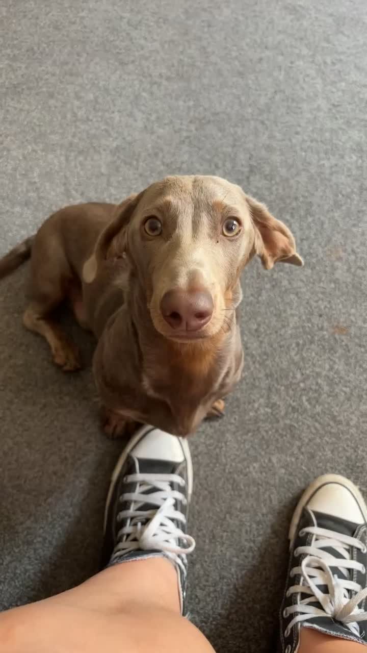 Dachshund dogs for sale: 7 month old dachshund  in Norwich - Video 1