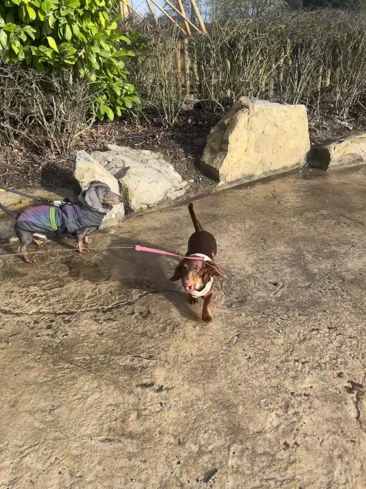 Miniature Dachshund dogs for sale: Male and female miniature dachshunds  - Video 2