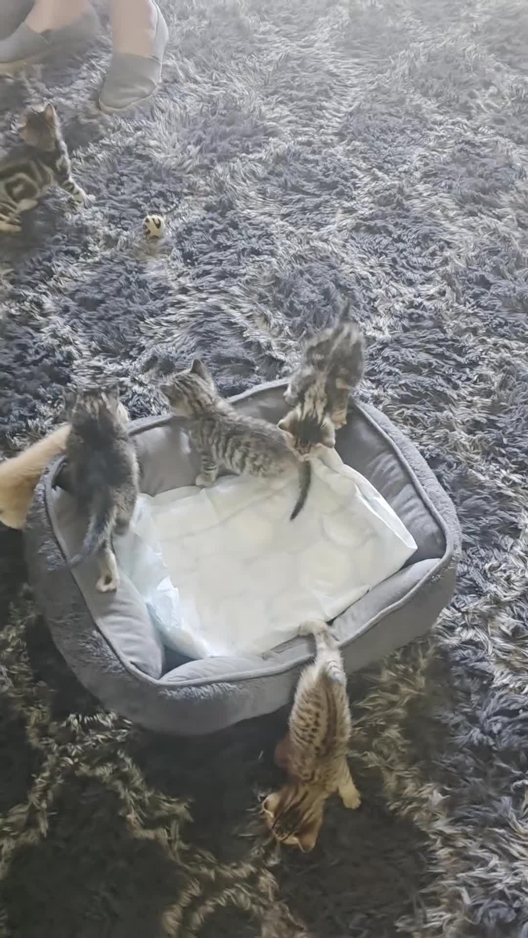 Savannah cats for sale: F4 Savannah x kittens in Leicester - Video 1