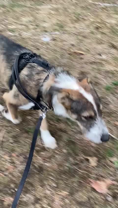 Mixed Breed dogs for adoption: Meet DAVE - a Lovely young boy, for a Loving Home - Video 2