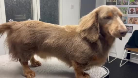 Miniature Dachshund dogs for stud: Long Hair miniature dacshund in Telford - Video 1