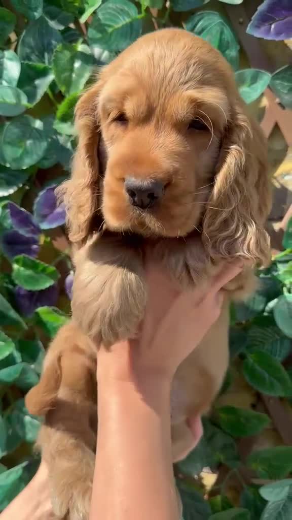 Cocker Spaniel dogs for sale: SUPERB SHOW TYPE COCKER SPANIEL PUPPIES  - Video 1