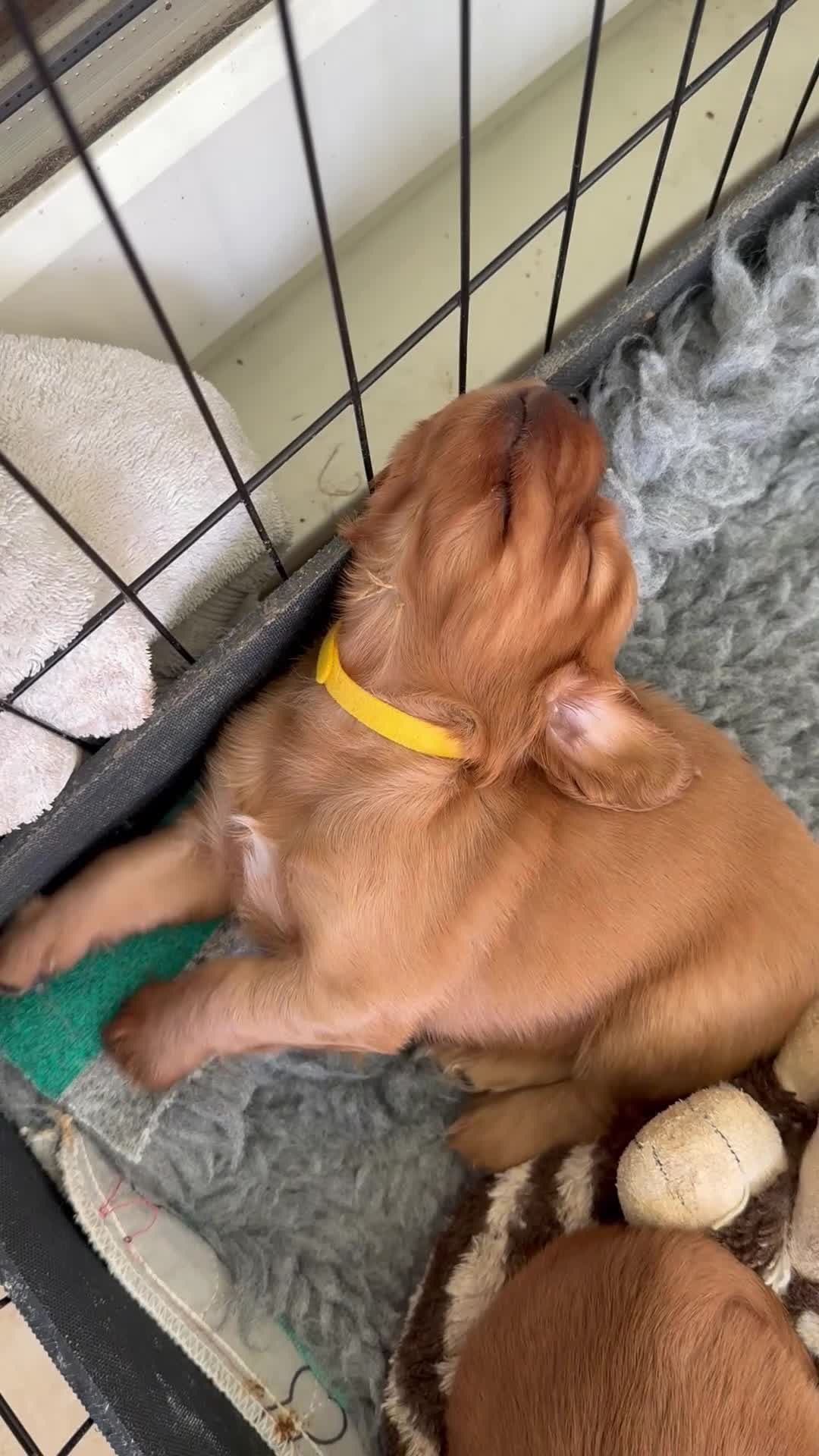 Cocker Spaniel dogs for sale: Gorgeous litter of cocker spaniel pups - Video 2