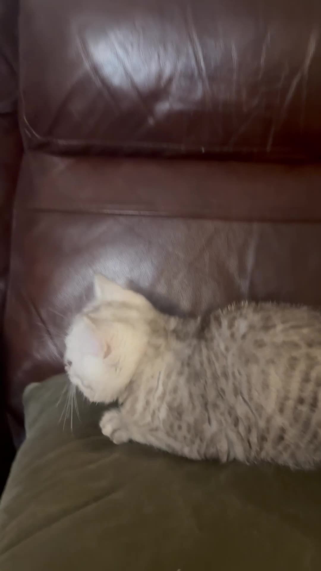 British Shorthair cats for sale: Beautiful kitten ready to go to a loving home - Video 1