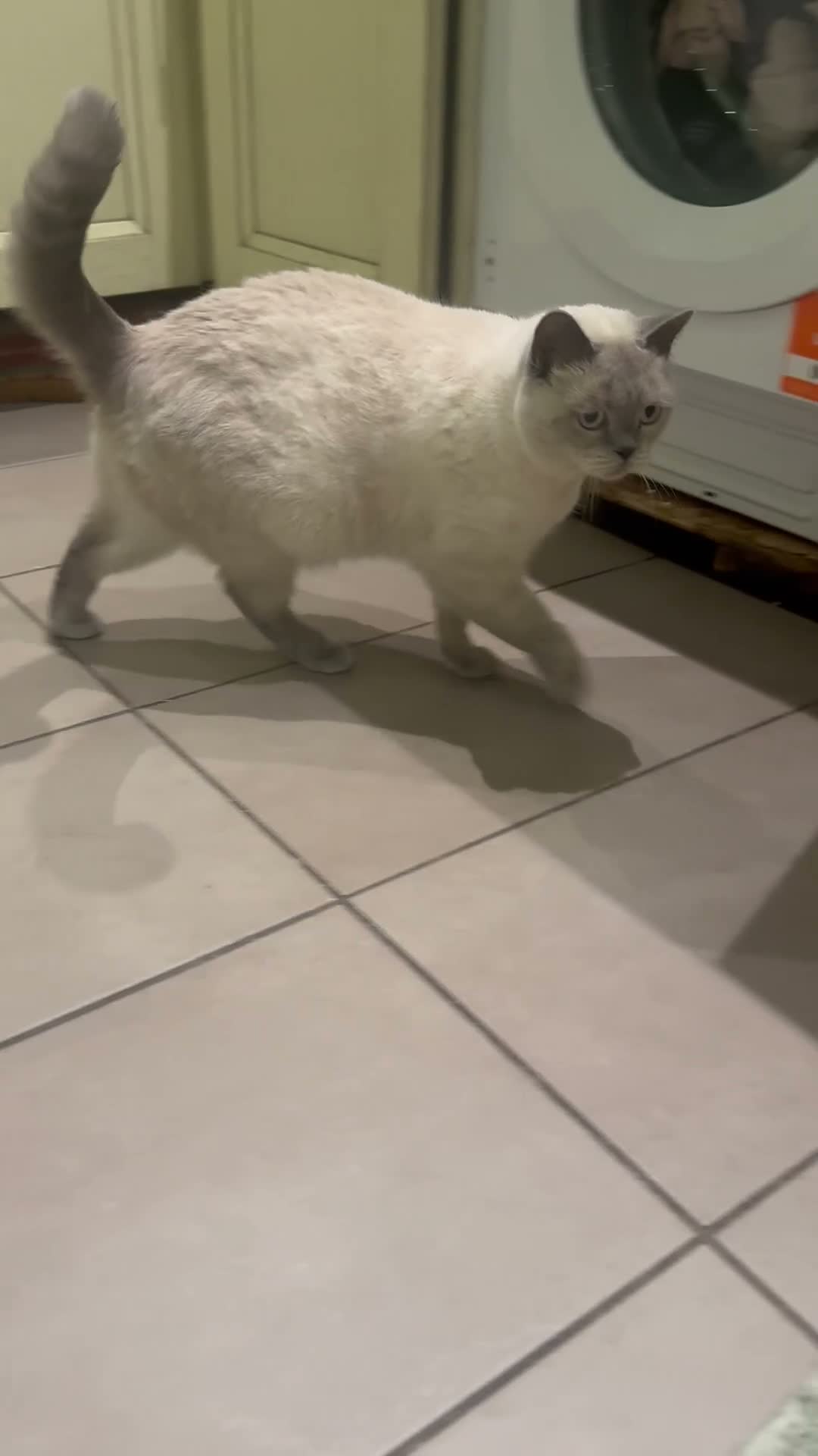 British Shorthair cats for sale: Rehoming Sisu  - Video 1