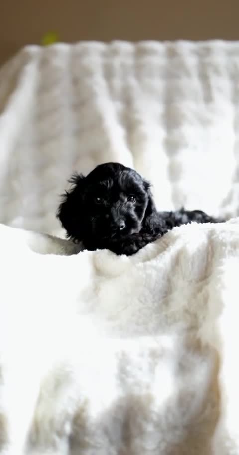 Cockapoo dogs for sale: Extensively health tested Cockapoo puppy’s  - Video 2