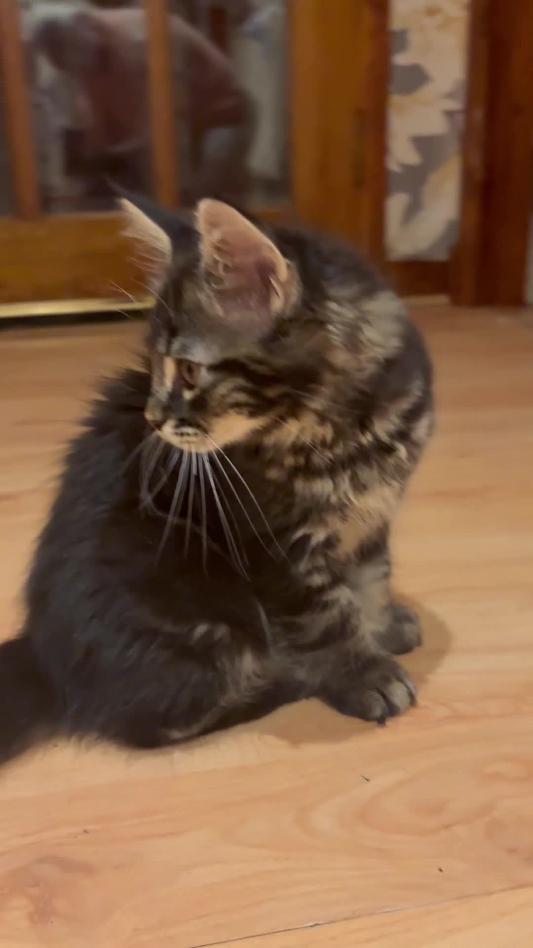 Maine Coon cats for sale: Fluffy Maine Coon Kittens - Video 1