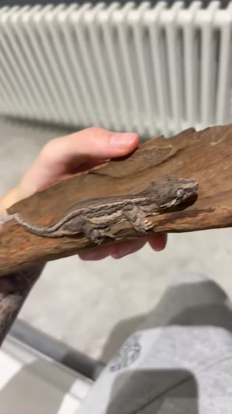 Gecko reptiles for sale: Gargoyle gecko  in Clacton-on-Sea - Video 1