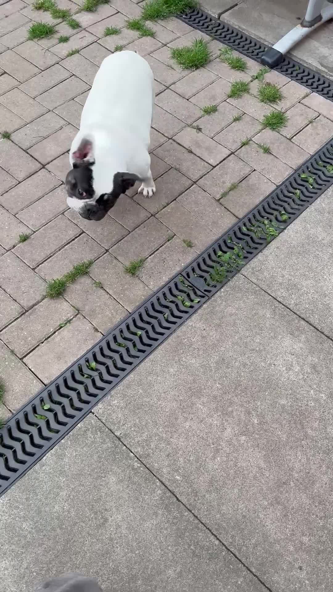 French Bulldog dogs for sale: Female French bulldog  - Video 1