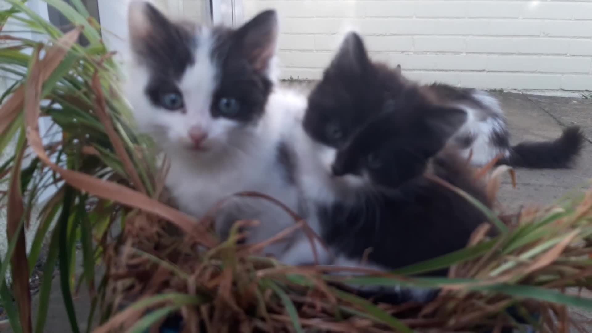 Mixed Breed cats for sale: 6 Kittens Available to take home today 😸  - Video 1