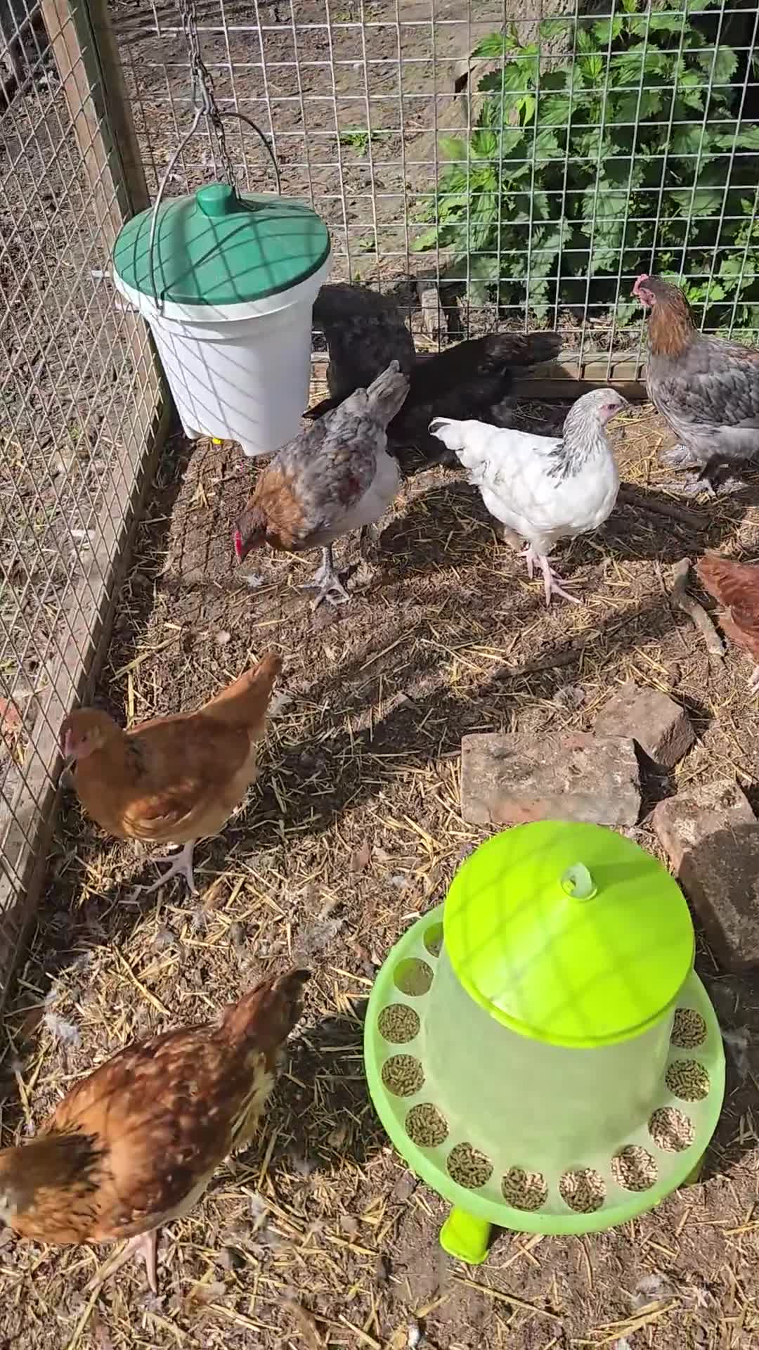 Chickens poultry for sale: Young Pullets. Various Breeds Available - Video 1