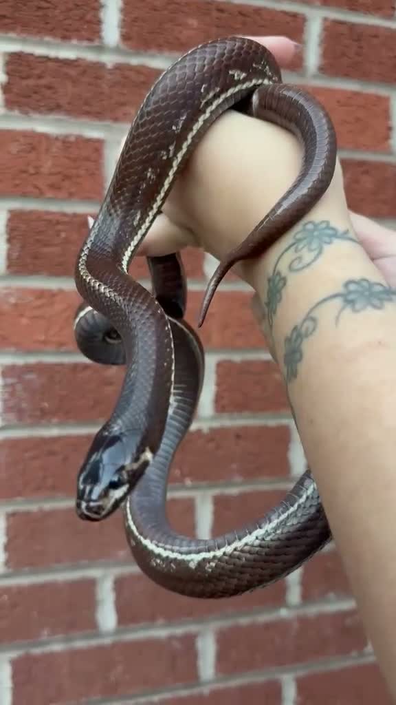 King Snake reptiles for sale: California king snake pair! - Video 2