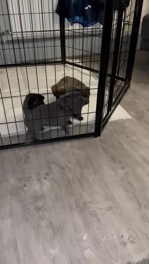 Frug dogs for sale: 6 beautiful frug puppies.  - Video 1