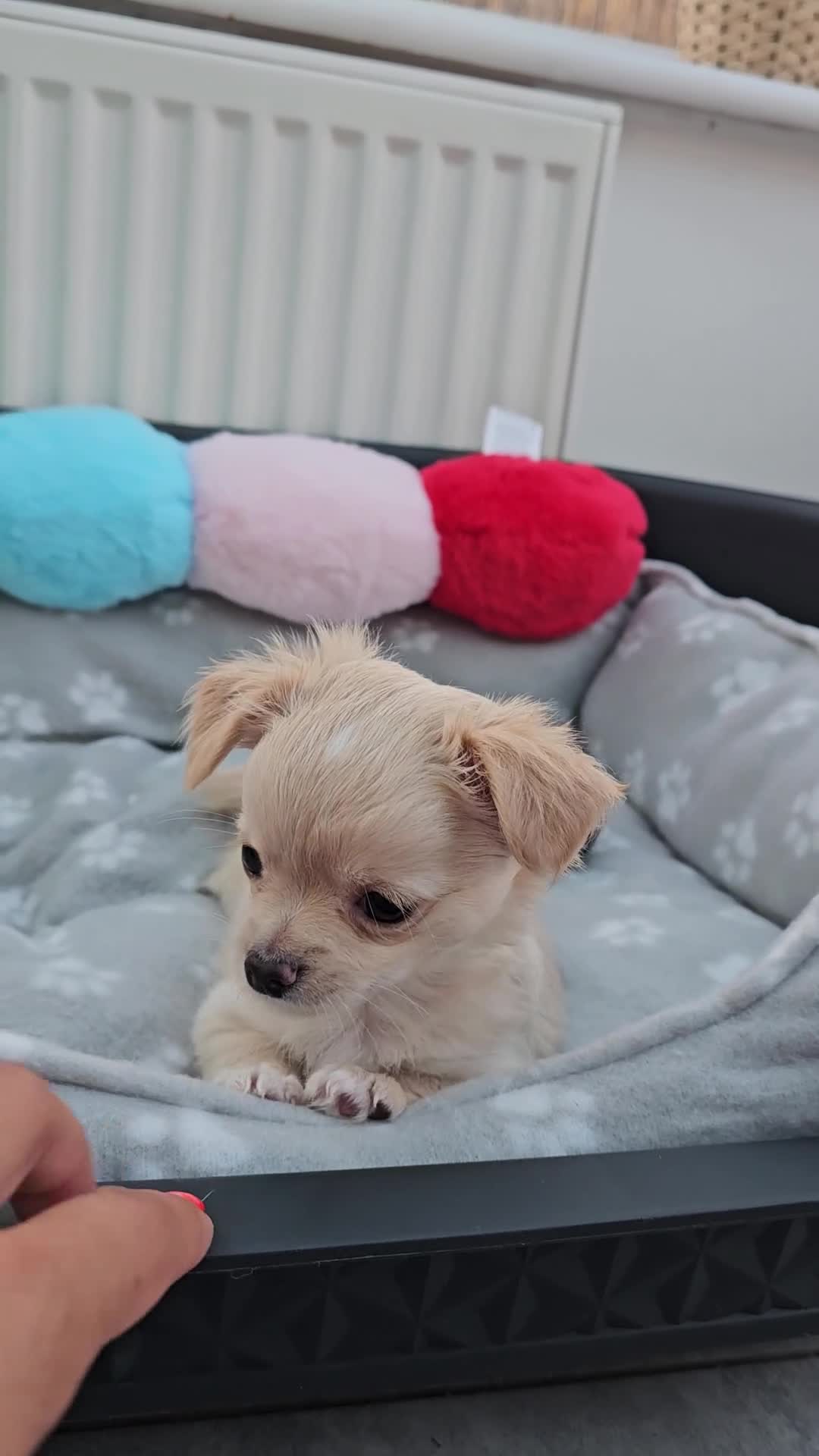 Chihuahua dogs for sale: Chihuahua long haired xs - Video 1