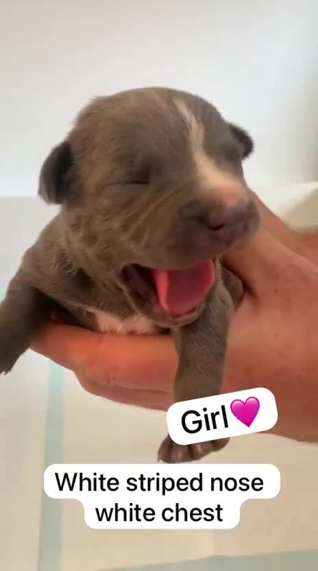 Staffordshire Bull Terrier dogs for sale: KC REG SLOID BLUE STAFFY PUPPY BEARS 💙 - Video 3