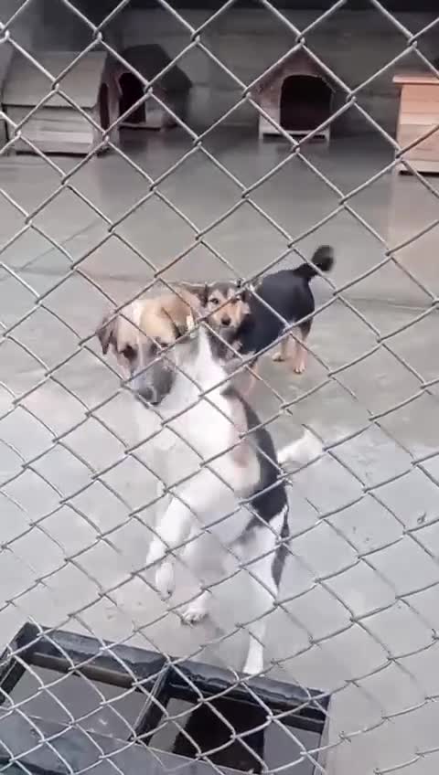 Mixed Breed dogs for adoption: Monty, 1 yr approx. Available for adoption. - Video 3