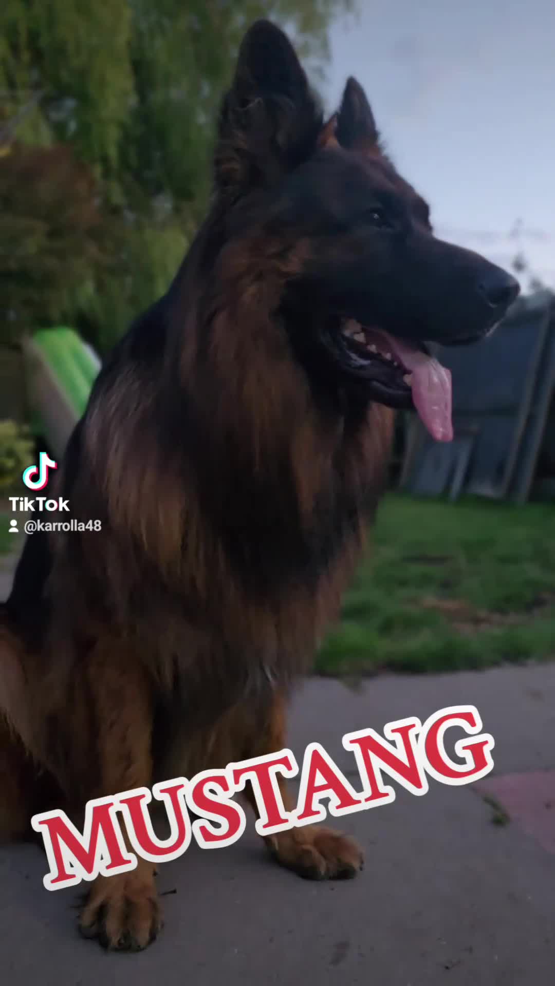 German Shepherd dogs for stud: STUD Mustang german shepherd KC  in Stoke-on-Trent - Video 1