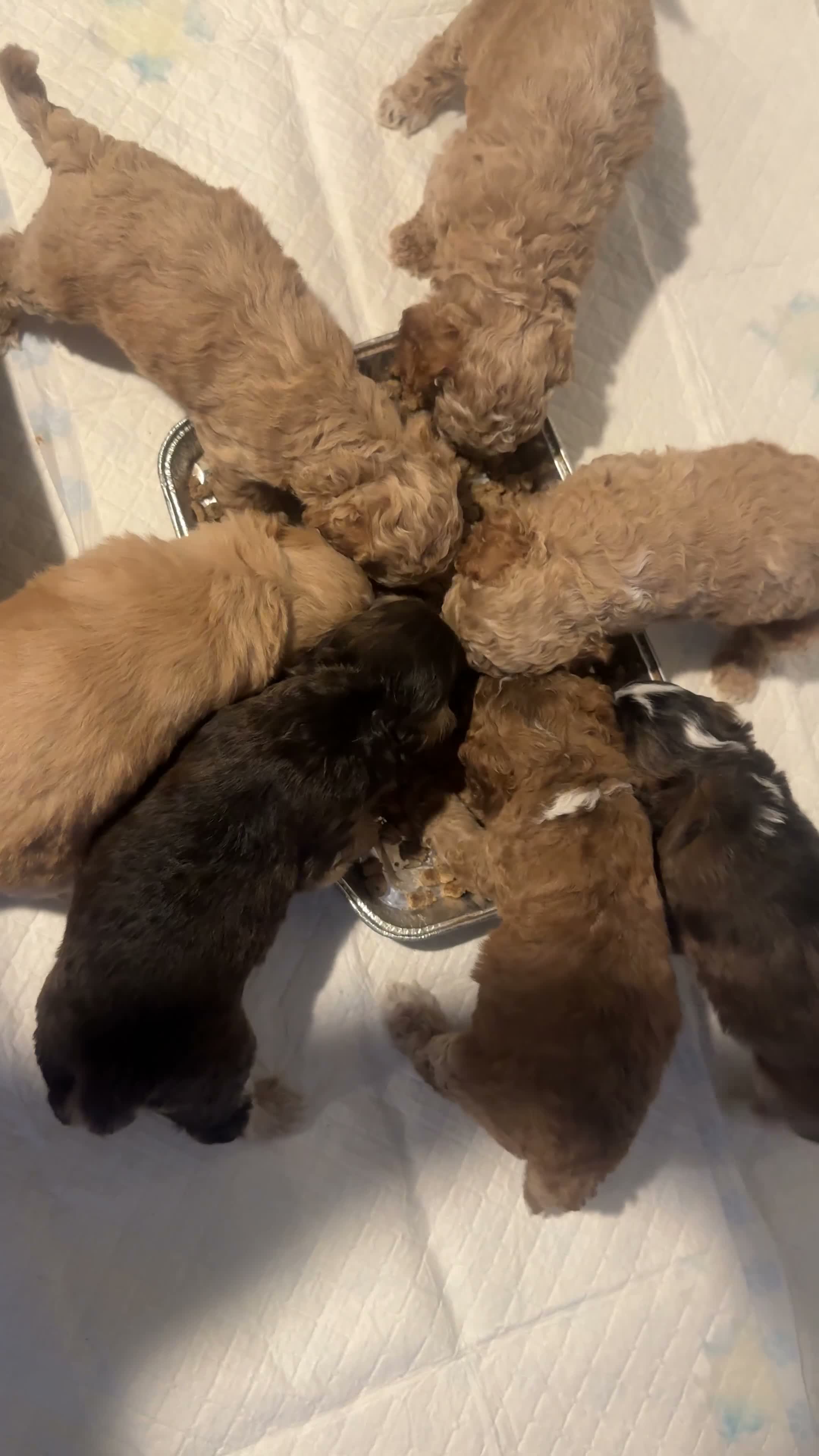 Cockapoo dogs for sale: 🌟 OUTSTANDING cockapoo puppies F1B 🌟 - Video 4