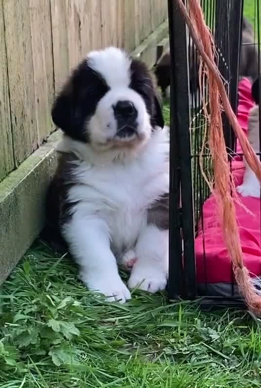 Saint Bernard dogs for sale: Saint pups from HIP & ELBOW tested parents  - Video 1