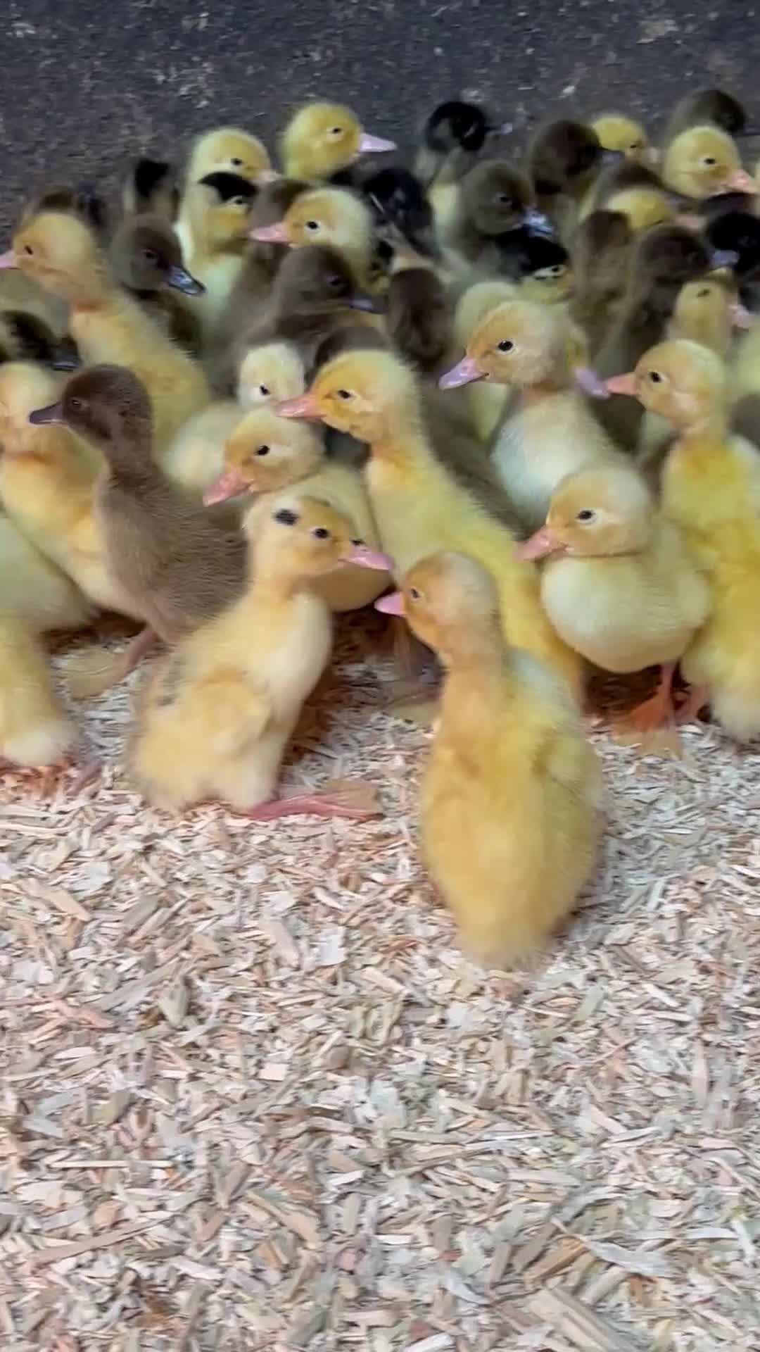 Ducks poultry for sale: Ducks & Ducklings in a wide range of breeds  - Video 1