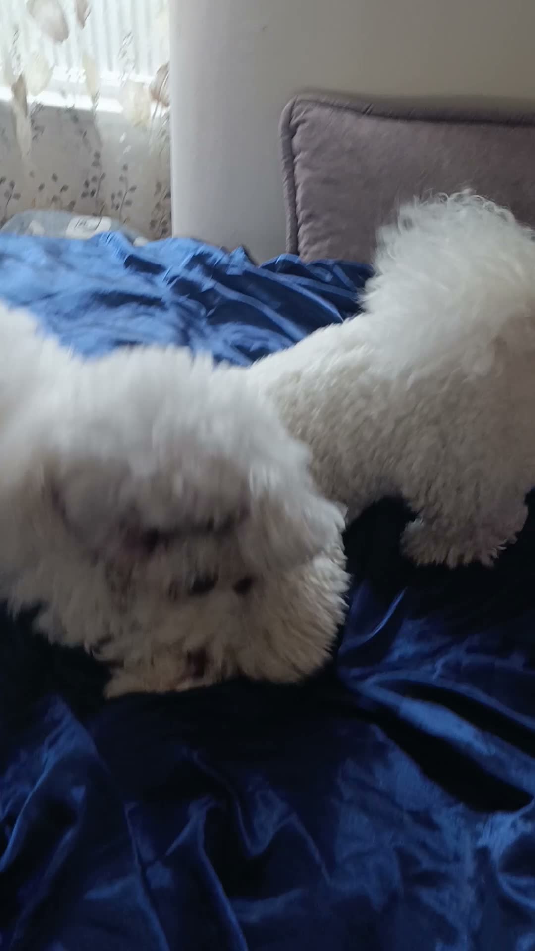 Bichon Frise dogs for sale: Bishon frise - Video 1