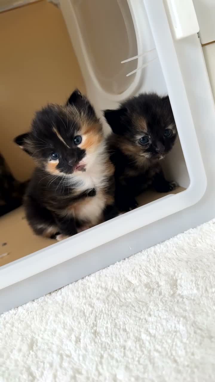 Mixed Breed cats for sale: Nutella is a female kitten  in Gateshead - Video 1