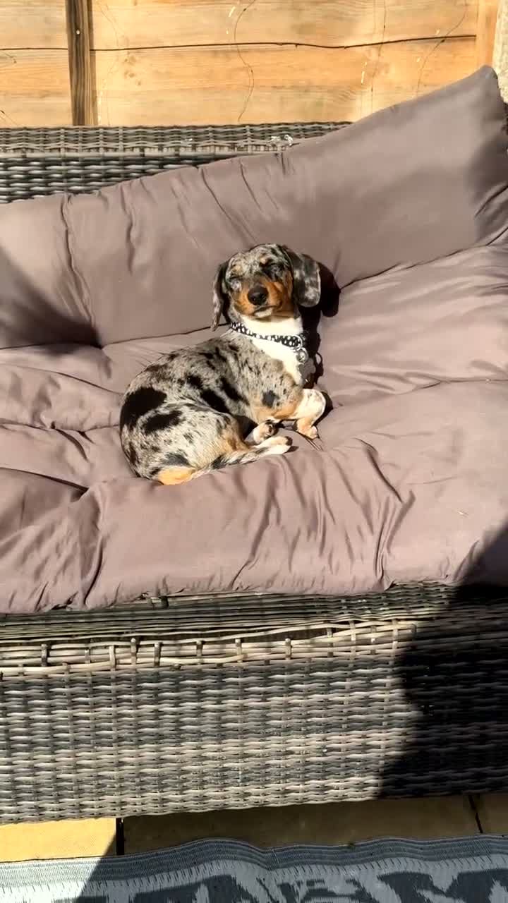 Dachshund dogs for stud: miniature dachshund for stud  in Mansfield - Video 2