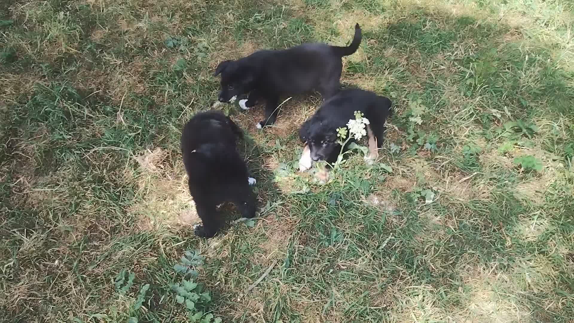 Border Collie dogs for sale: Traditional Border Collie Puppies - Video 1