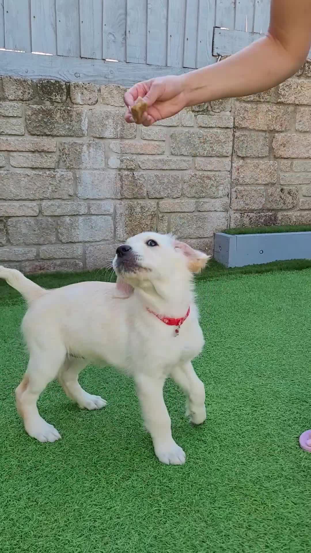 Golden Retriever dogs for sale: READY NOW Stunning Golden Retriever PUPPIES-3 LEFT - Video 4