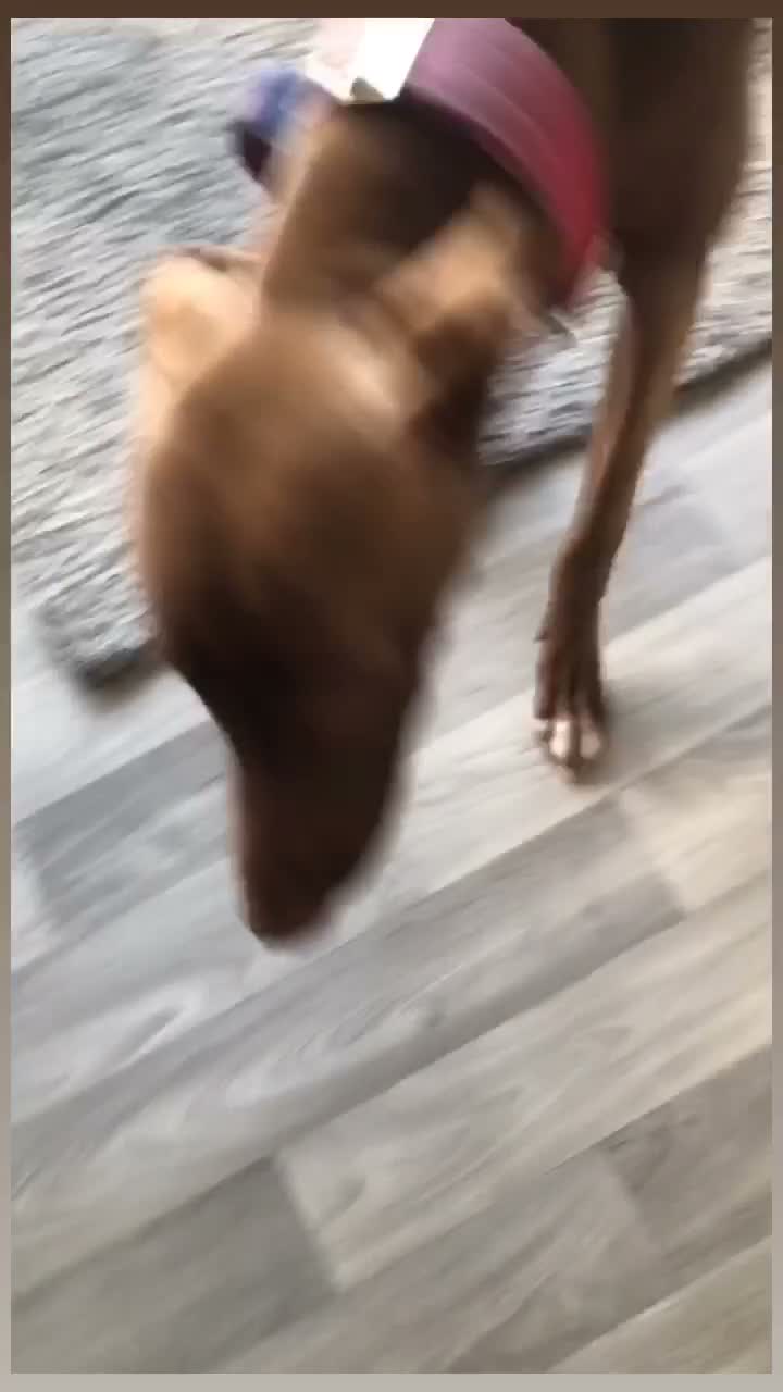 Mixed Breed dogs for sale: Tina needs rehoming ASAP - Video 2